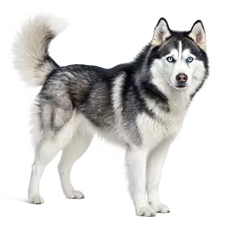 Imagen PNG para descargar